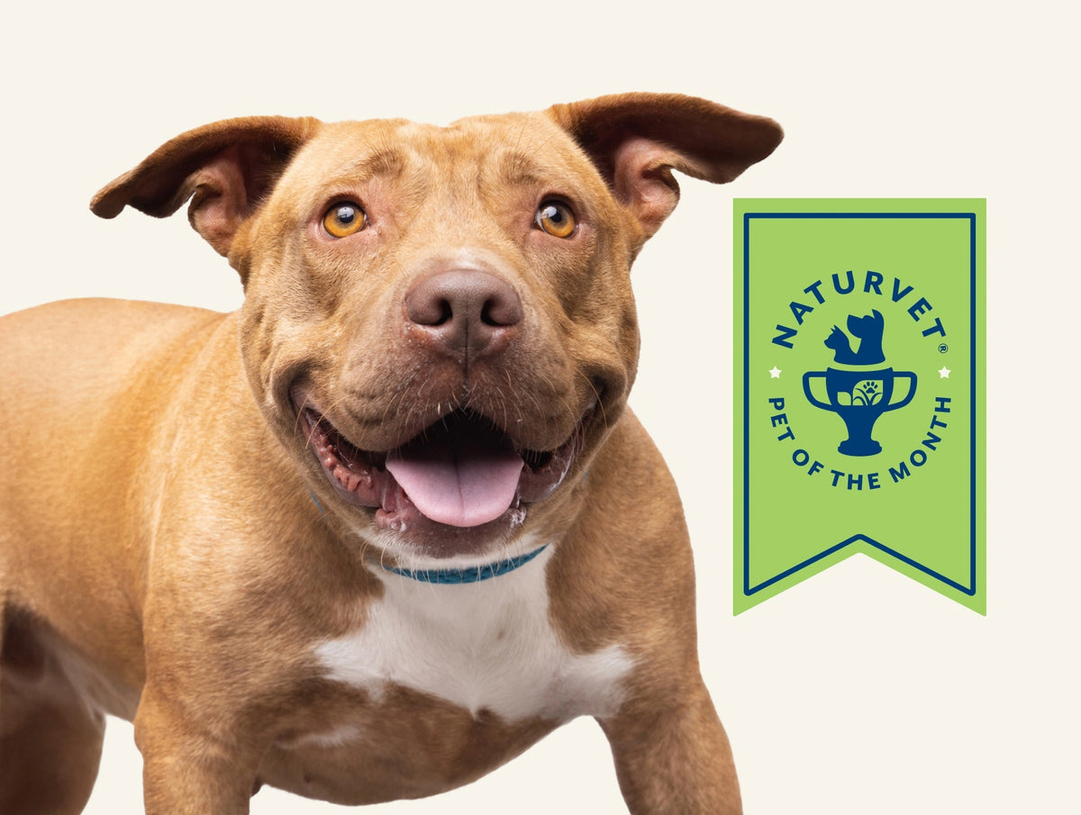 Meet Pam, <br>Our August Pet of the Month .