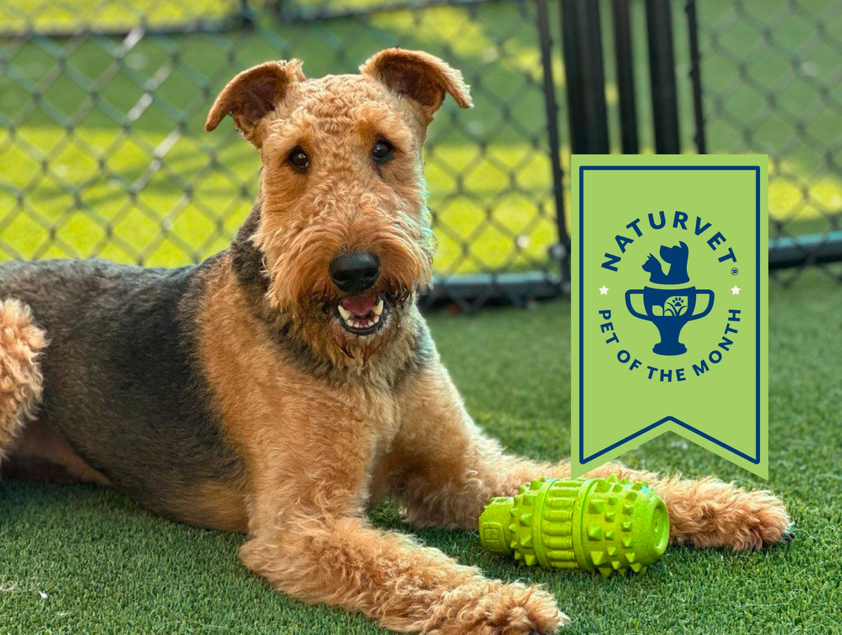 Meet Poppy, <br>Our Pet of the Month