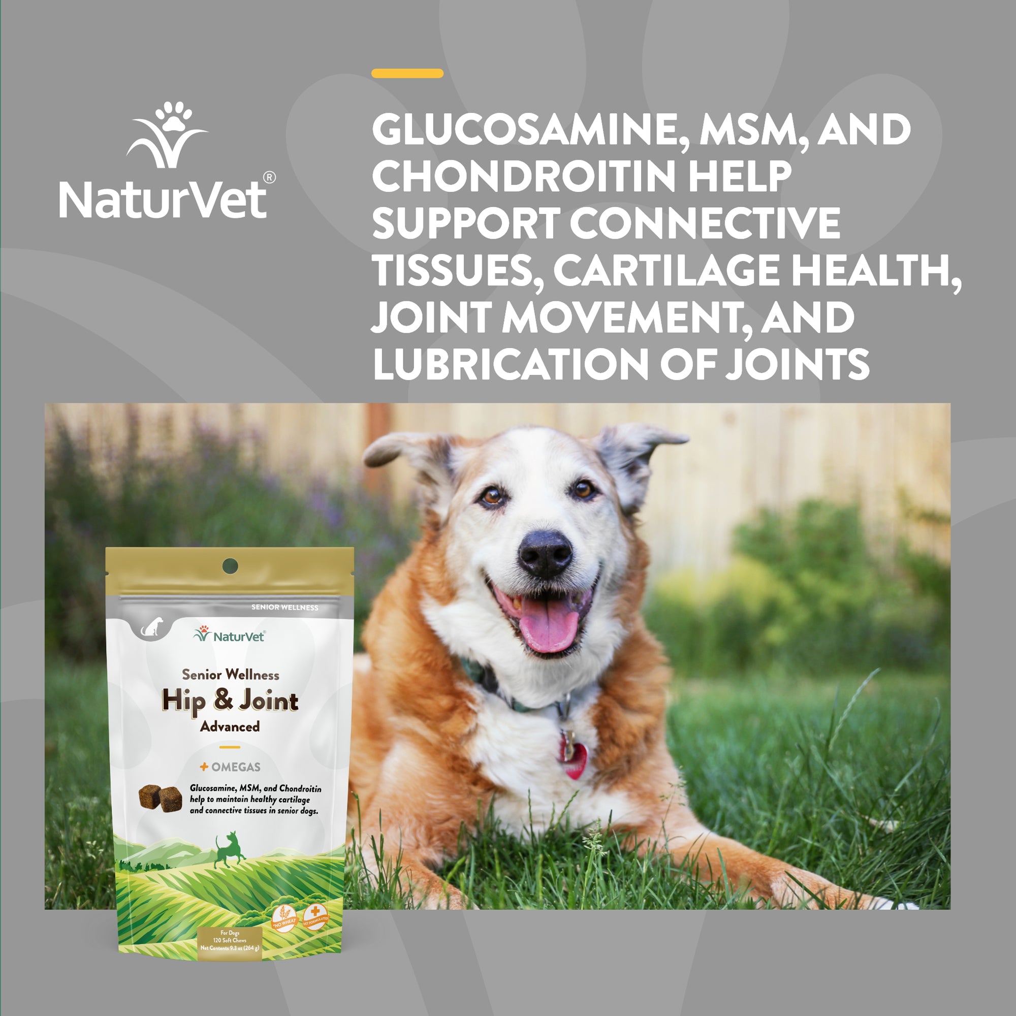 Hip & joint health for store senior dogs