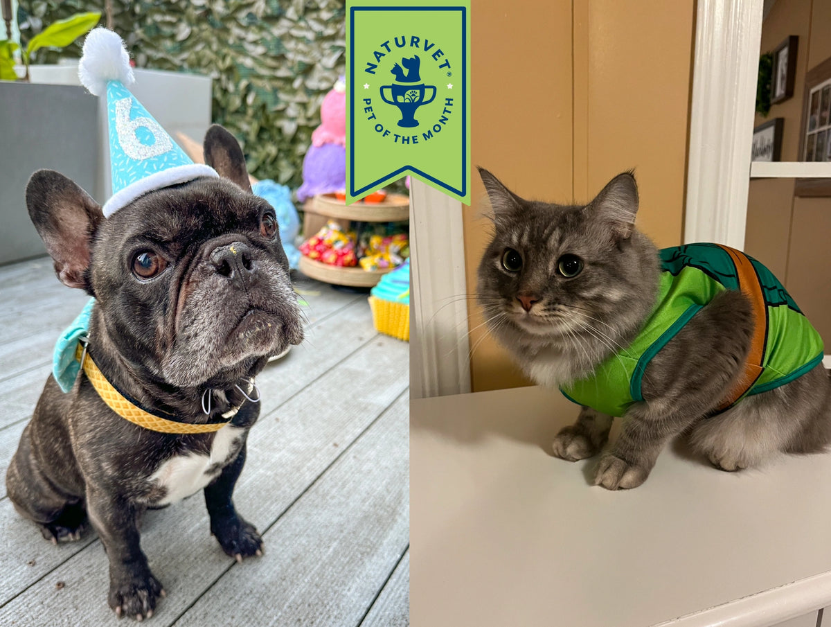 Meet Syre & Venom, <br>Our Pets of the Month