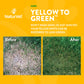Yellow to Green Lawn Spray